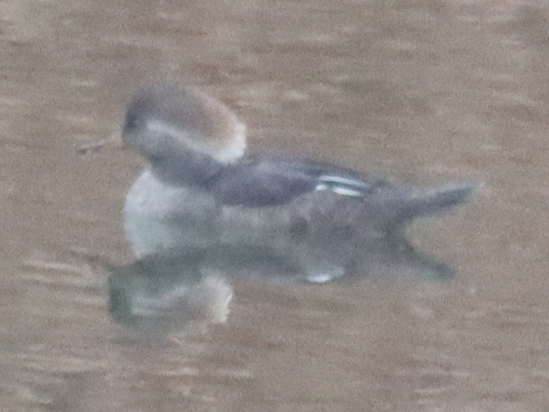 Hooded Merganser - ML645581316