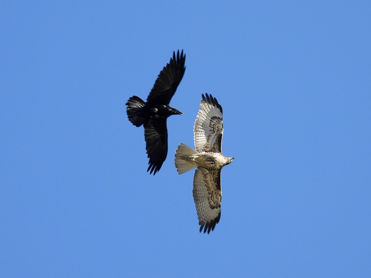 Red-tailed Hawk - ML645581318