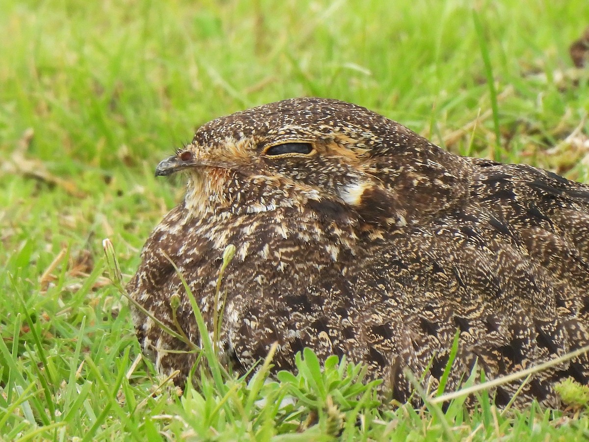 Nacunda Nighthawk - ML645581319