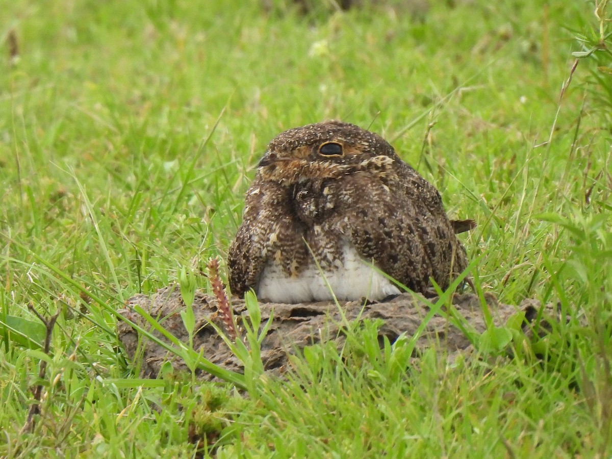 Nacunda Nighthawk - ML645581332