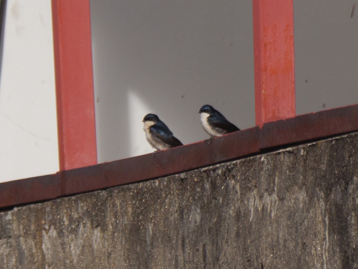 vlaštovka modrobílá - ML645581338