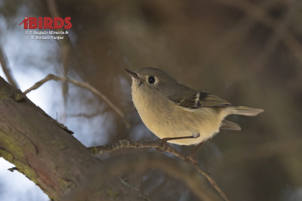 Ruby-crowned Kinglet - ML645581340