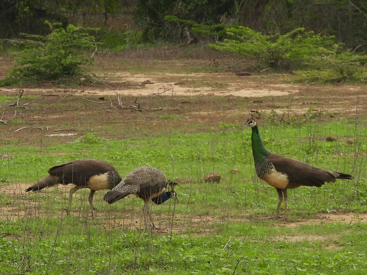 Indian Peafowl - ML645581357