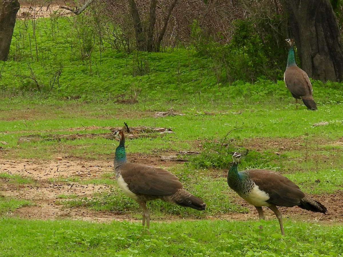 Indian Peafowl - ML645581358