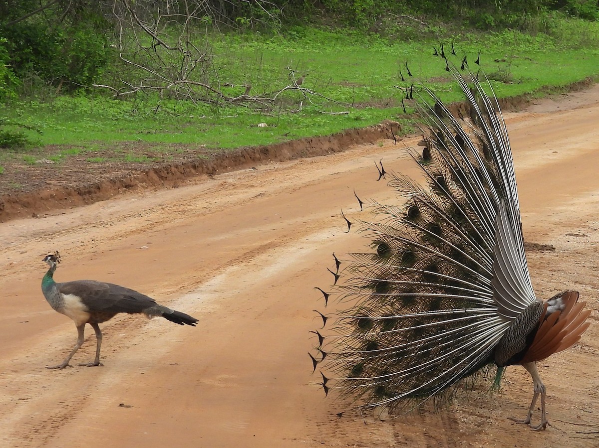 Indian Peafowl - ML645581360