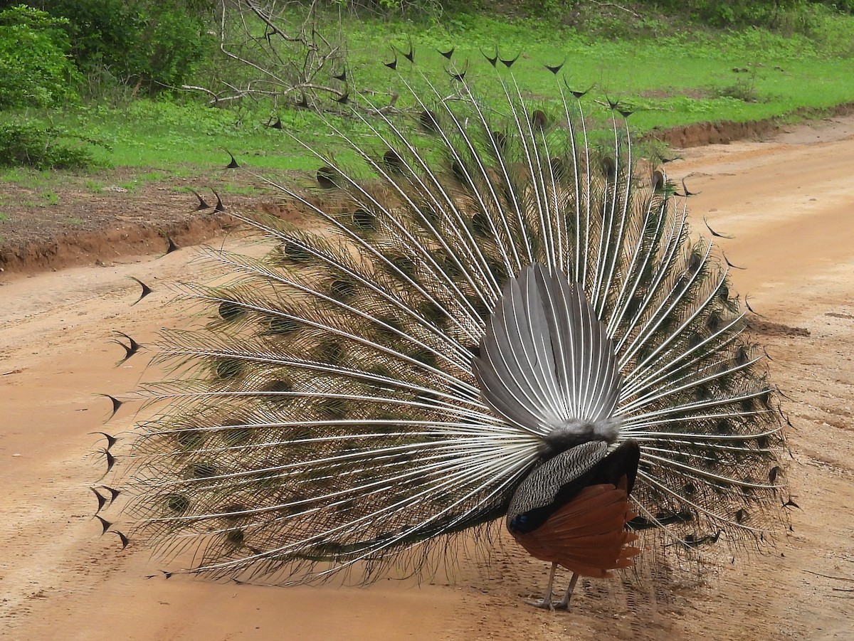 Indian Peafowl - ML645581361