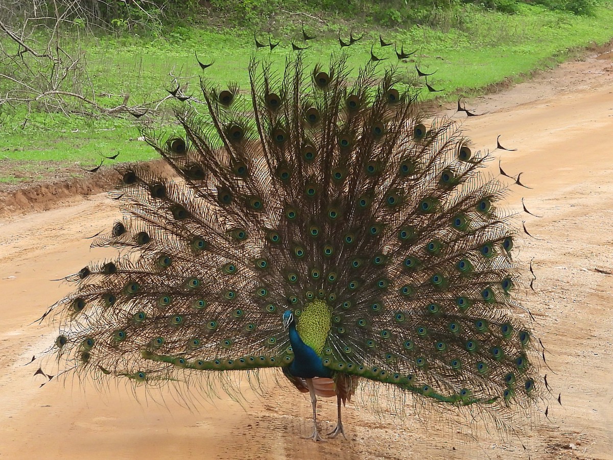 Indian Peafowl - ML645581362