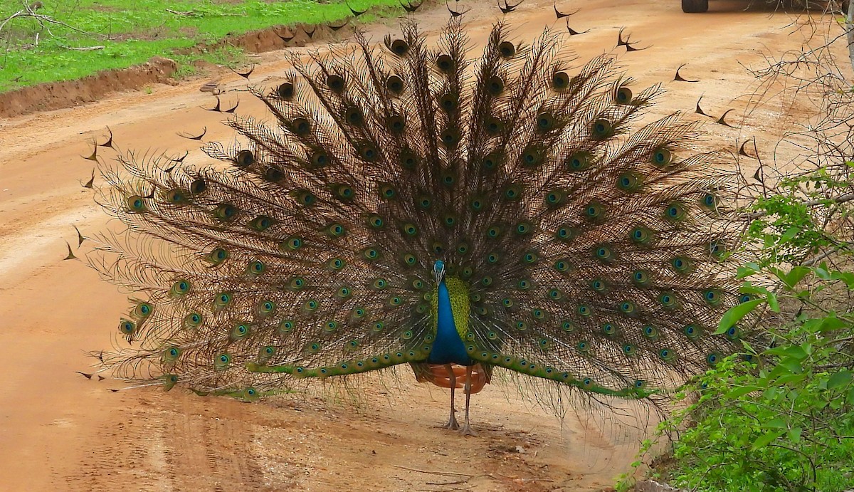 Indian Peafowl - ML645581363