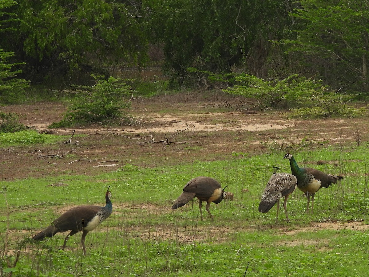 Indian Peafowl - ML645581364