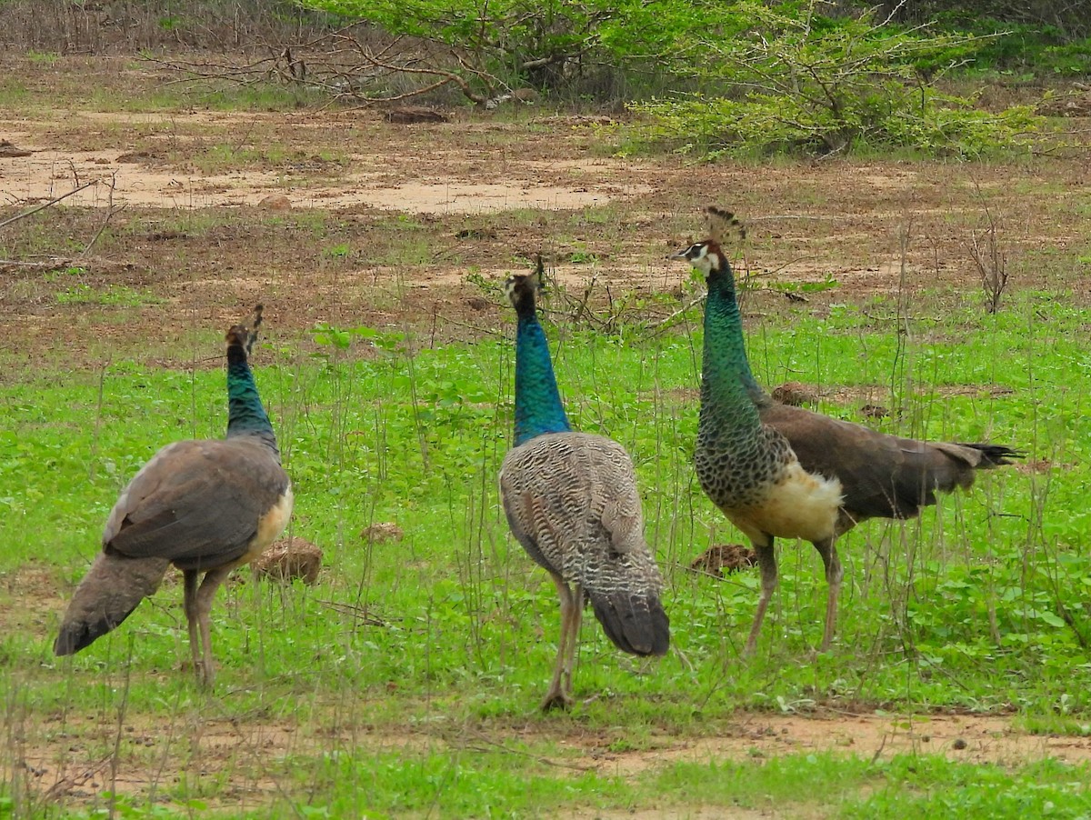 Indian Peafowl - ML645581365