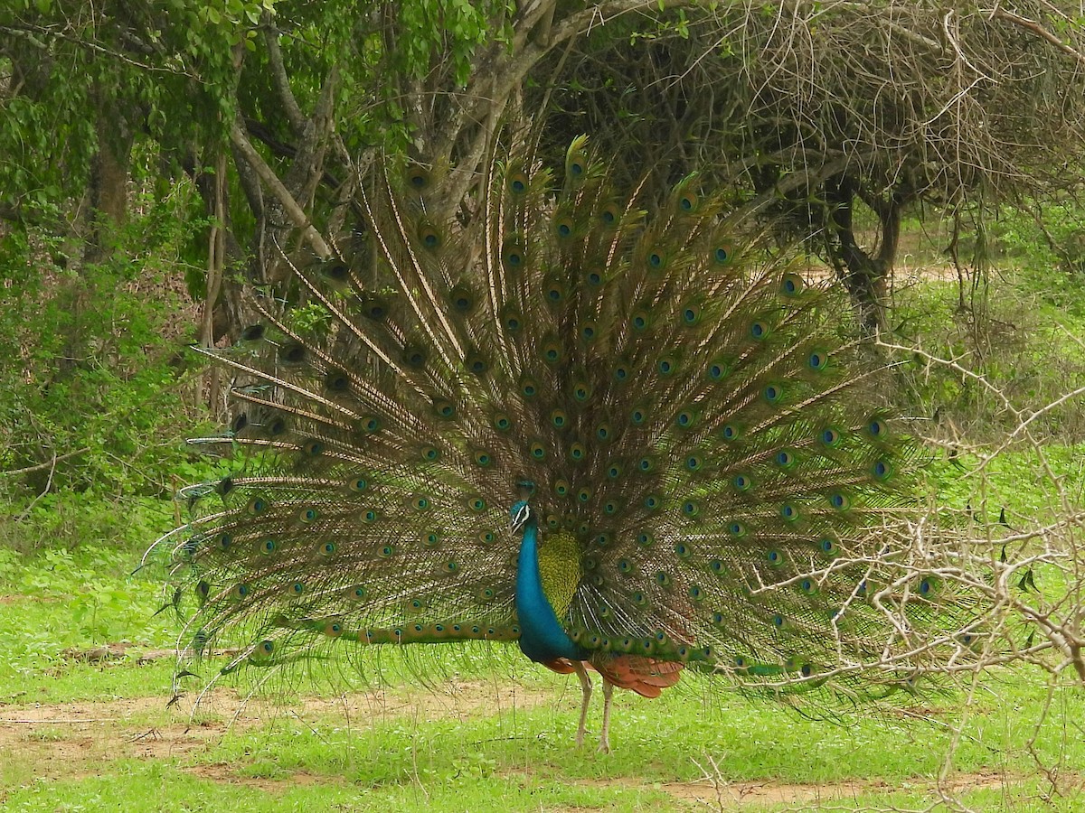 Indian Peafowl - ML645581366