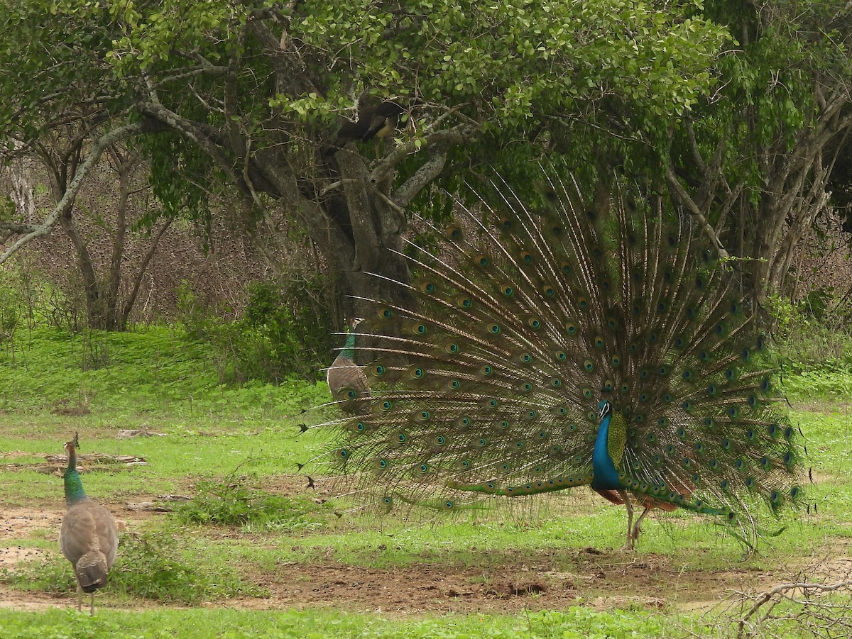 Indian Peafowl - ML645581367