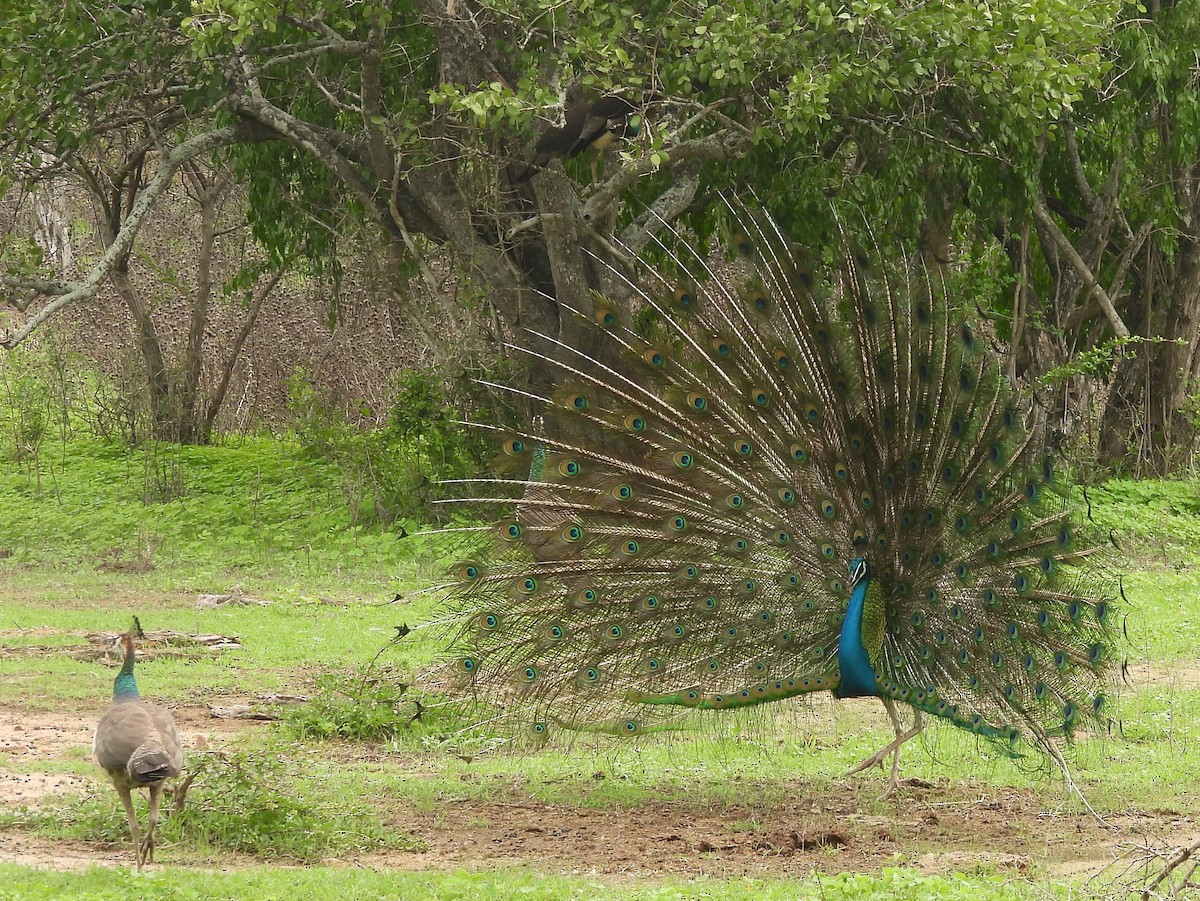 Indian Peafowl - ML645581368
