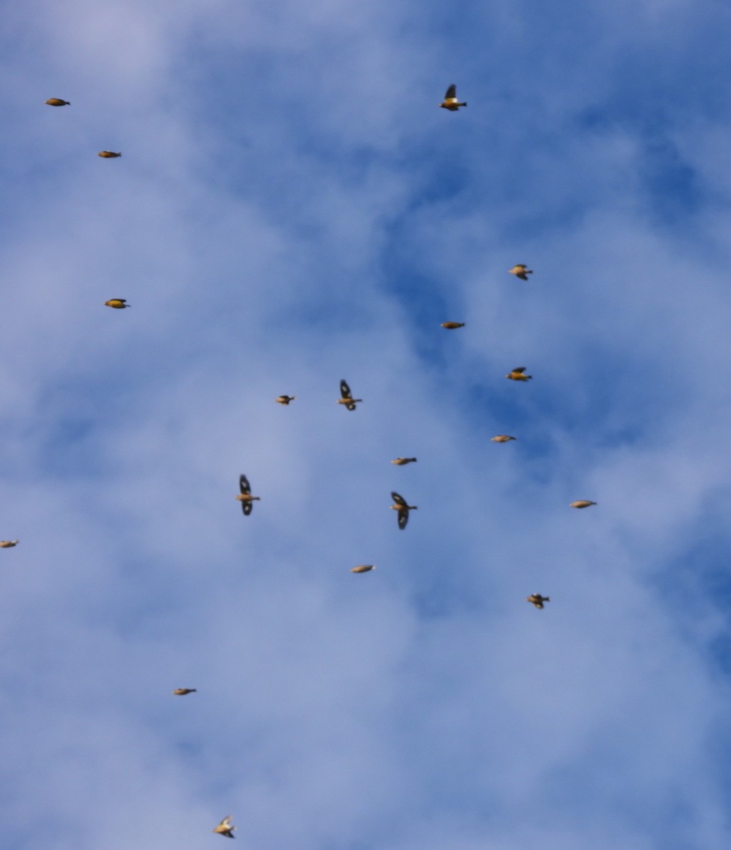 Evening Grosbeak - ML645581369