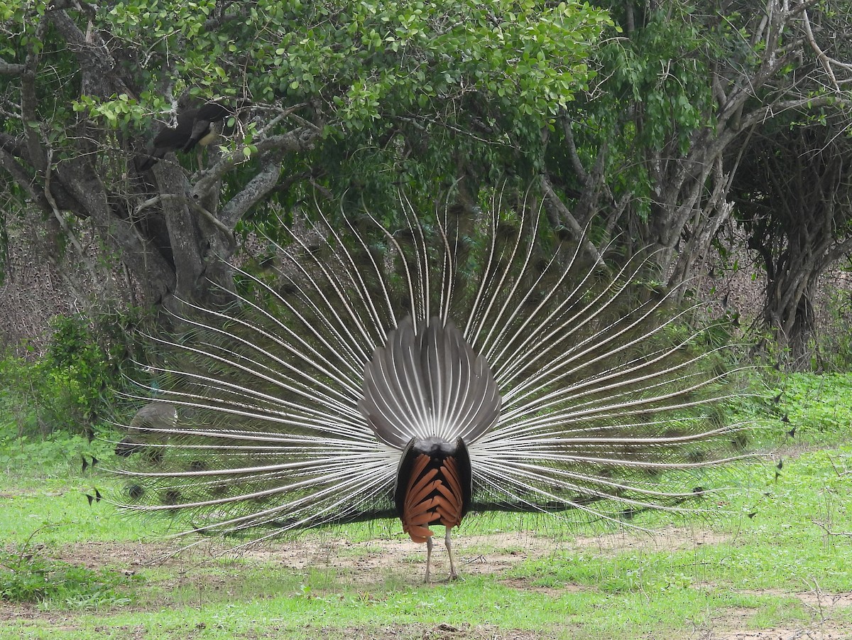 Indian Peafowl - ML645581370