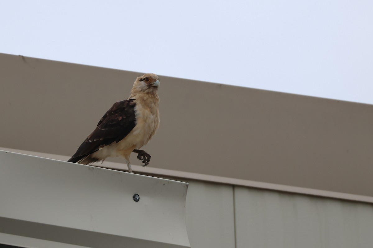 Yellow-headed Caracara - ML645581374