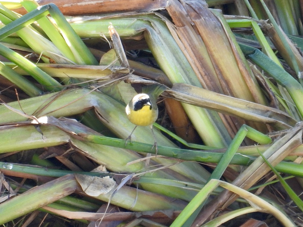 Common Yellowthroat - ML645581375