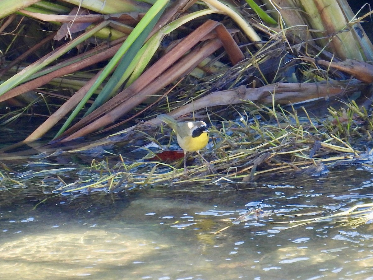 Common Yellowthroat - ML645581376
