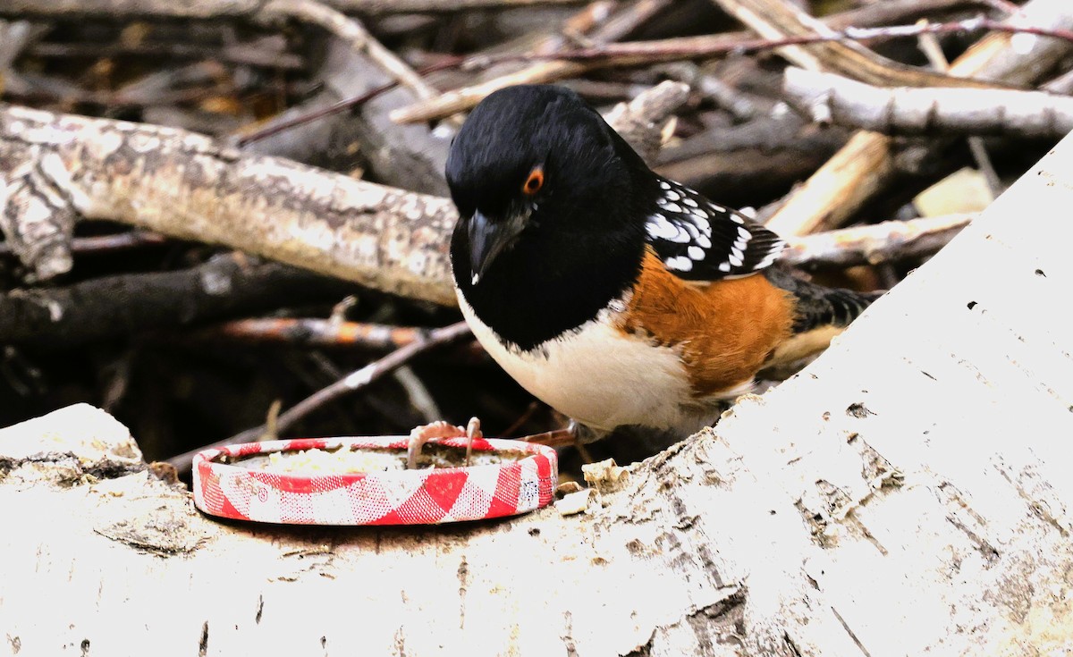 Spotted Towhee - ML645581379
