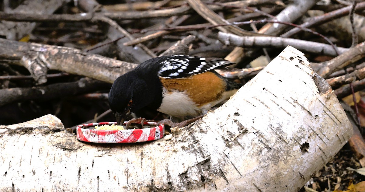 Spotted Towhee - ML645581380