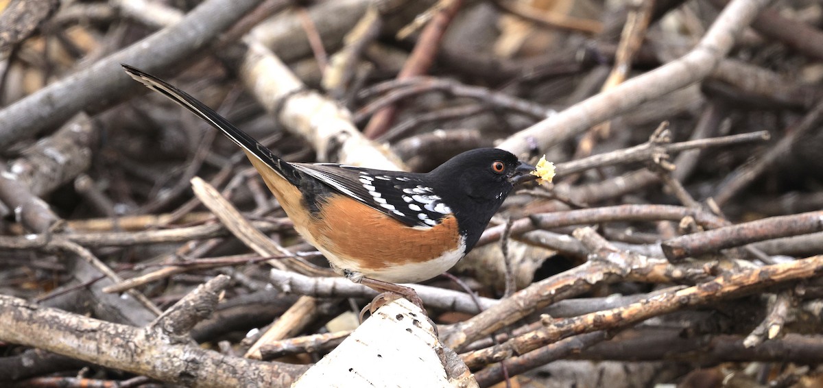 Spotted Towhee - ML645581381