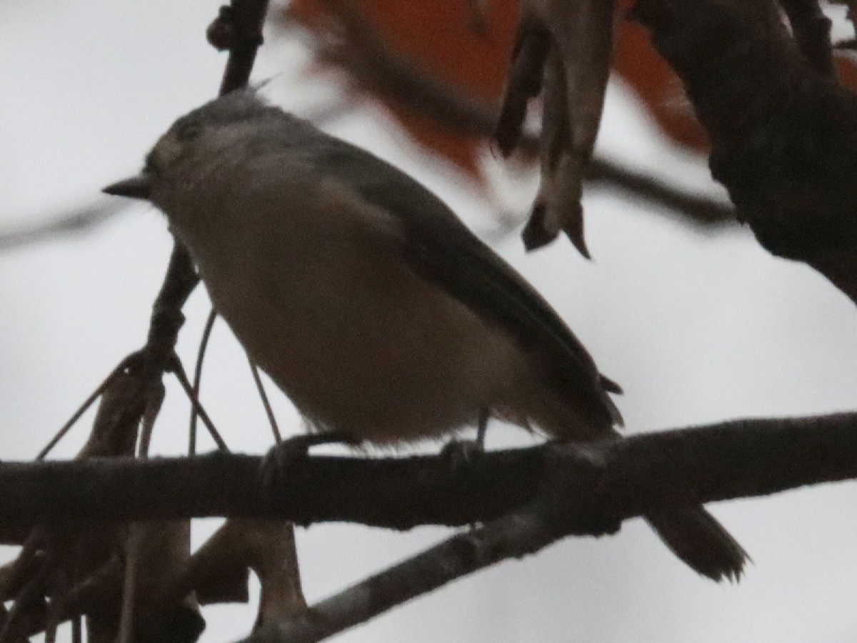 Tufted Titmouse - ML645581382