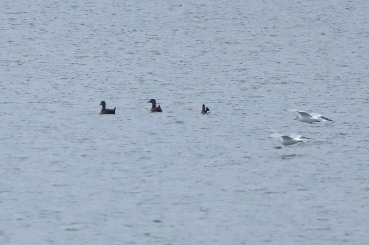 Surf Scoter - ML645581383