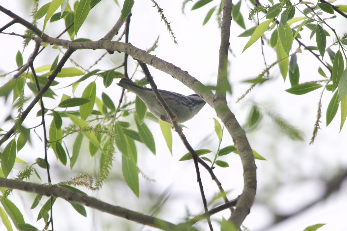 Blackpoll Warbler - ML645581384