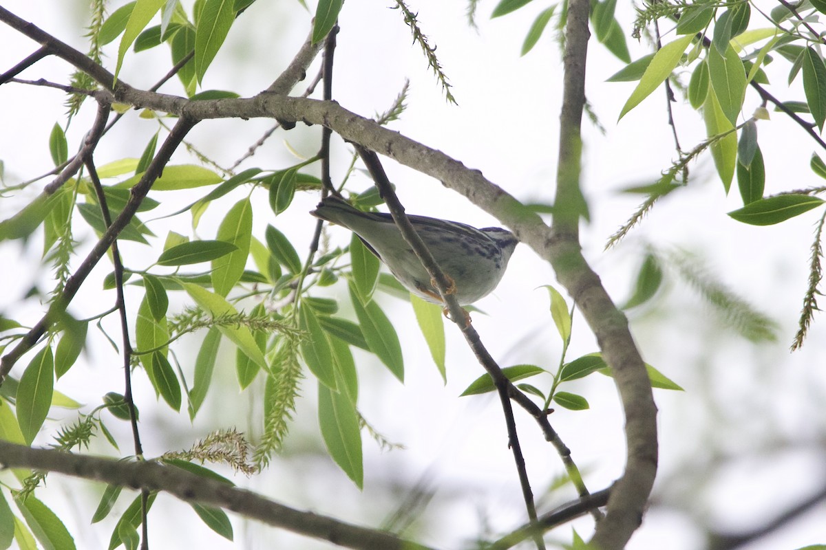 Blackpoll Warbler - ML645581385