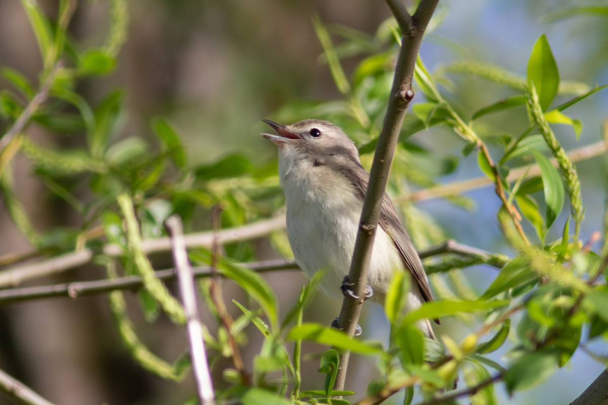 Eastern Warbling Vireo - ML645581386