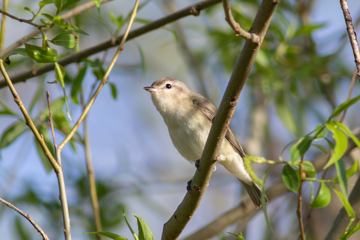 Eastern Warbling Vireo - ML645581387