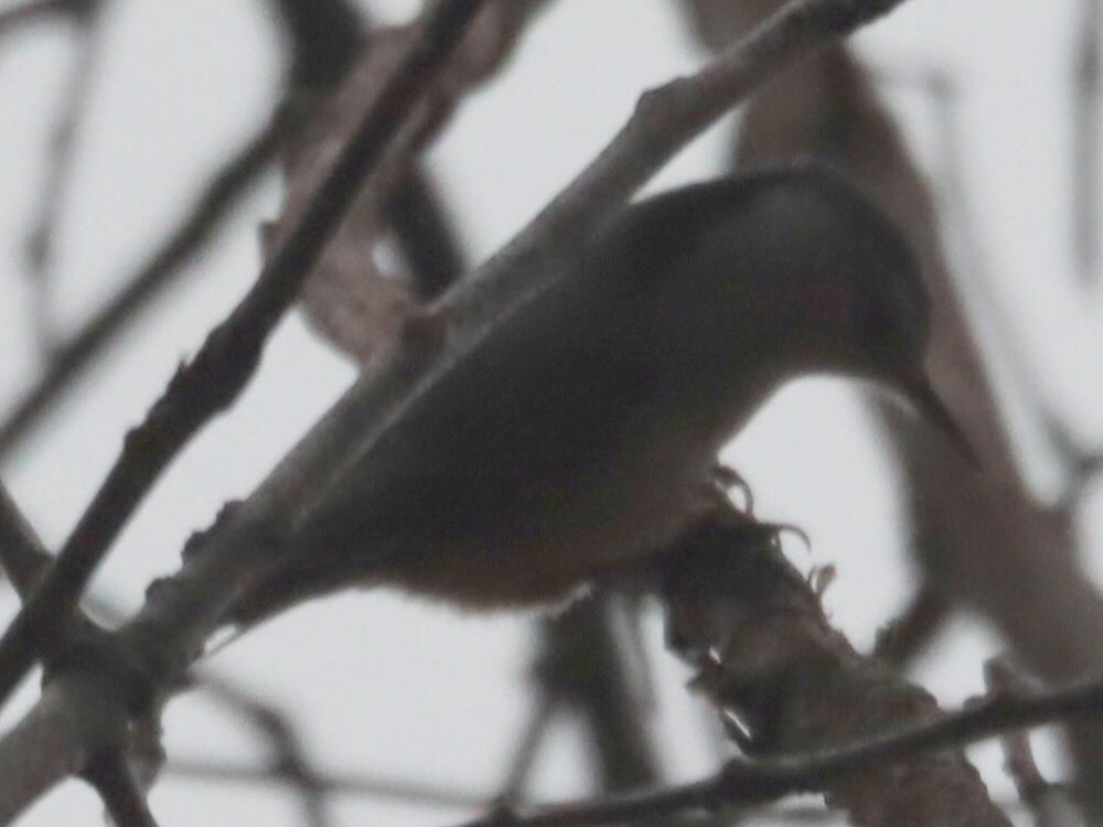 White-breasted Nuthatch - ML645581388