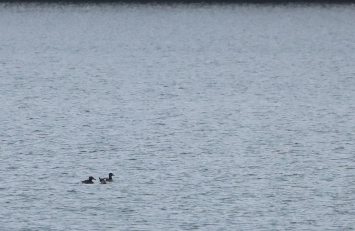 Surf Scoter - ML645581389