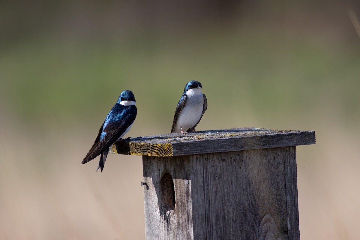 Tree Swallow - ML645581390