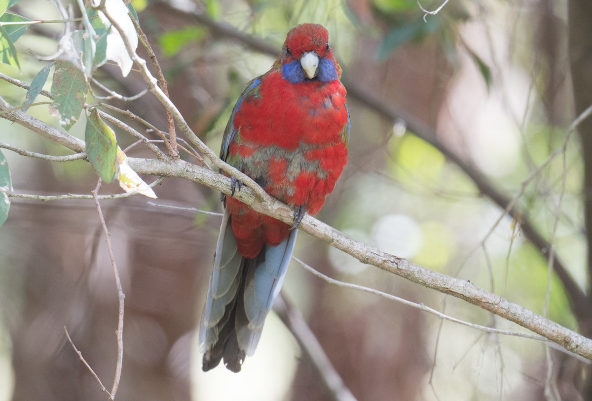 Crimson Rosella - ML645581391