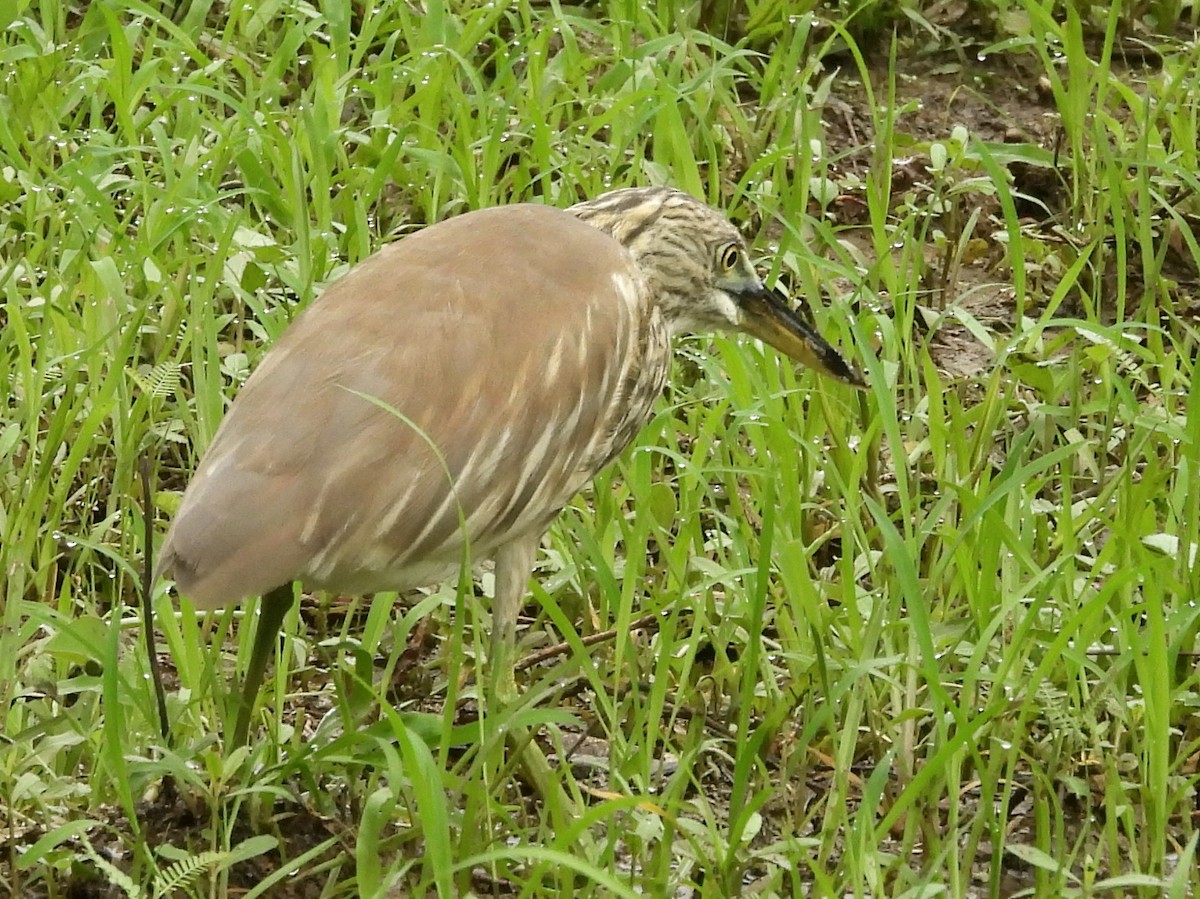 Indian Pond-Heron - ML645581394