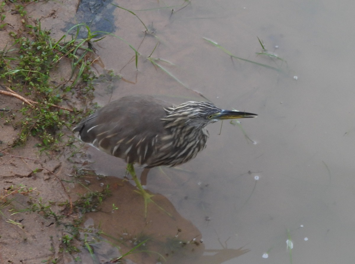Indian Pond-Heron - ML645581395