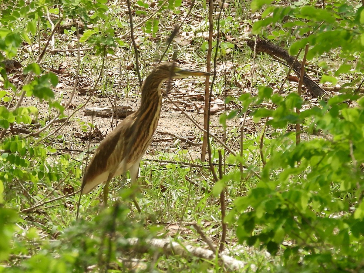 Indian Pond-Heron - ML645581396