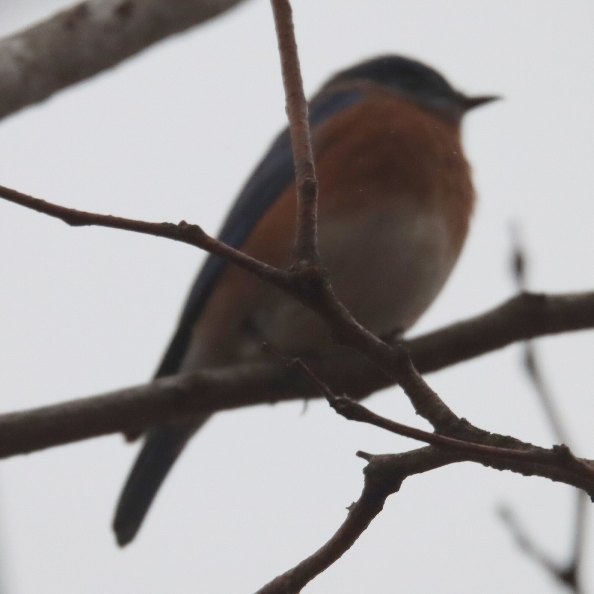 Eastern Bluebird - ML645581397