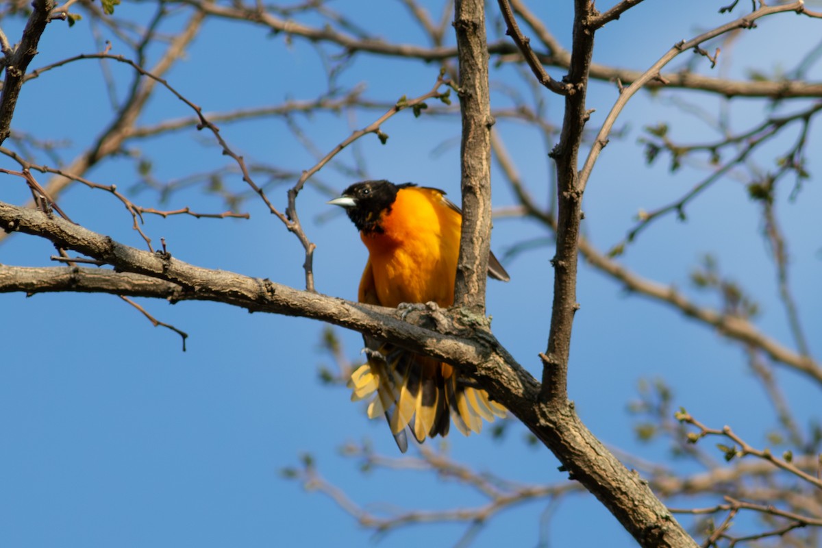 Балтиморский трупиал - ML645581400