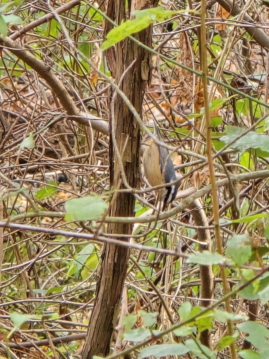Red-breasted Nuthatch - ML645581405