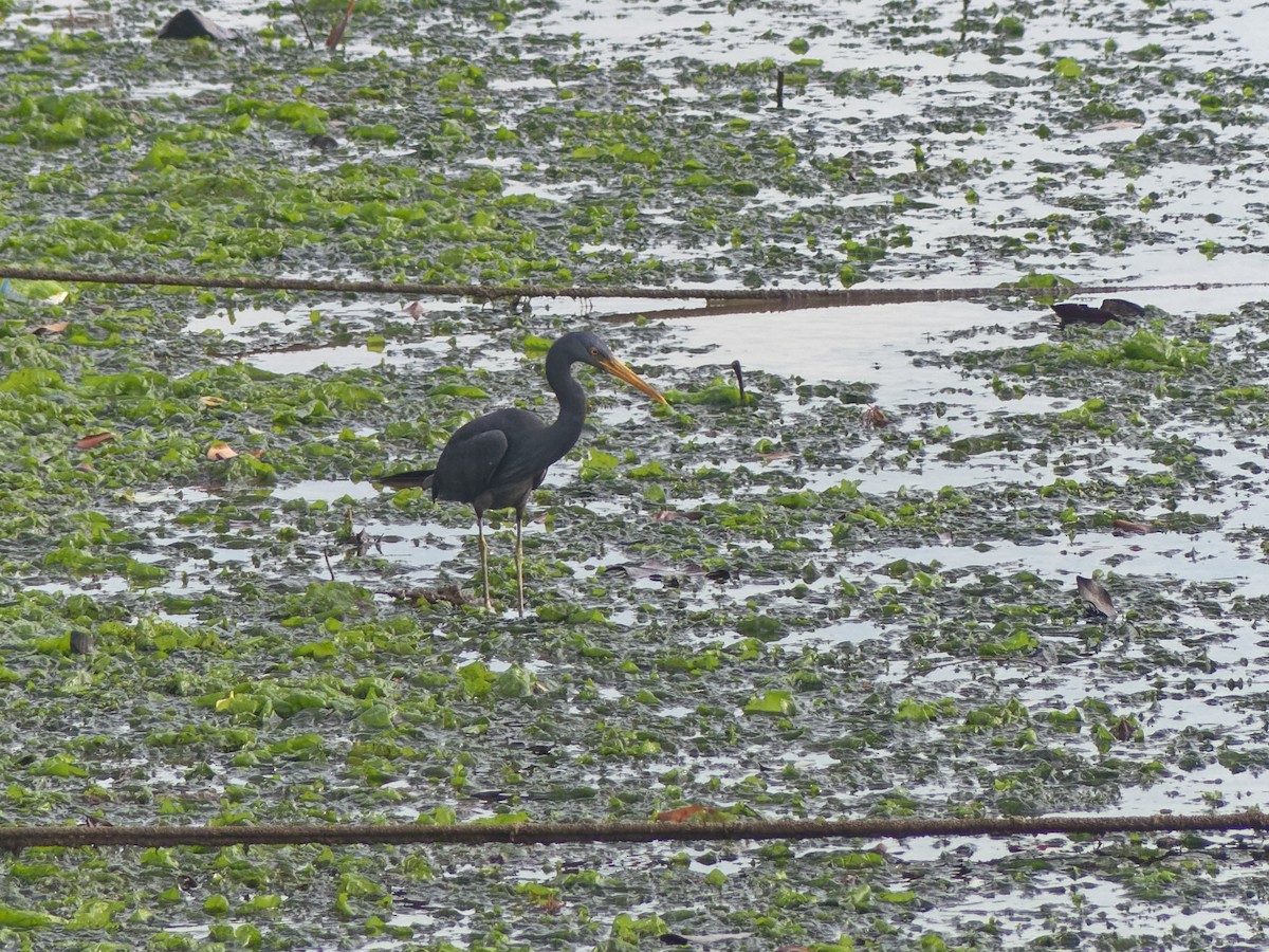 Pacific Reef-Heron - ML645581409