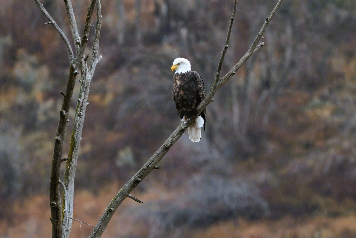 Bald Eagle - ML645581412