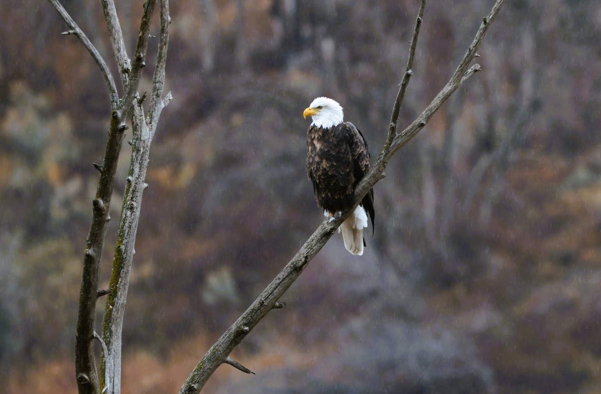 Bald Eagle - ML645581413