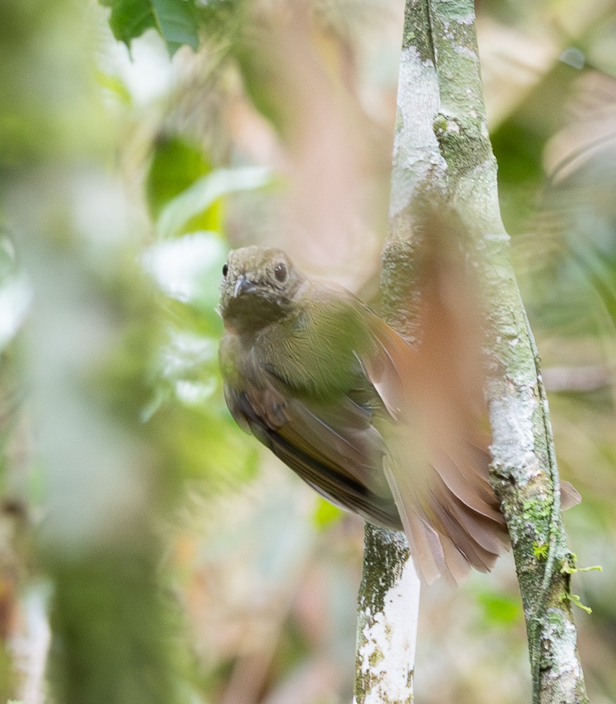 Greenish Schiffornis - ML645581416