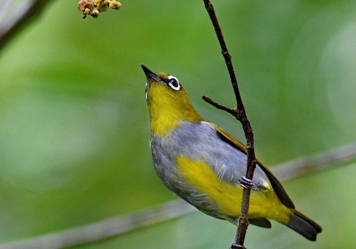 Окулярник малазійський - ML645581424