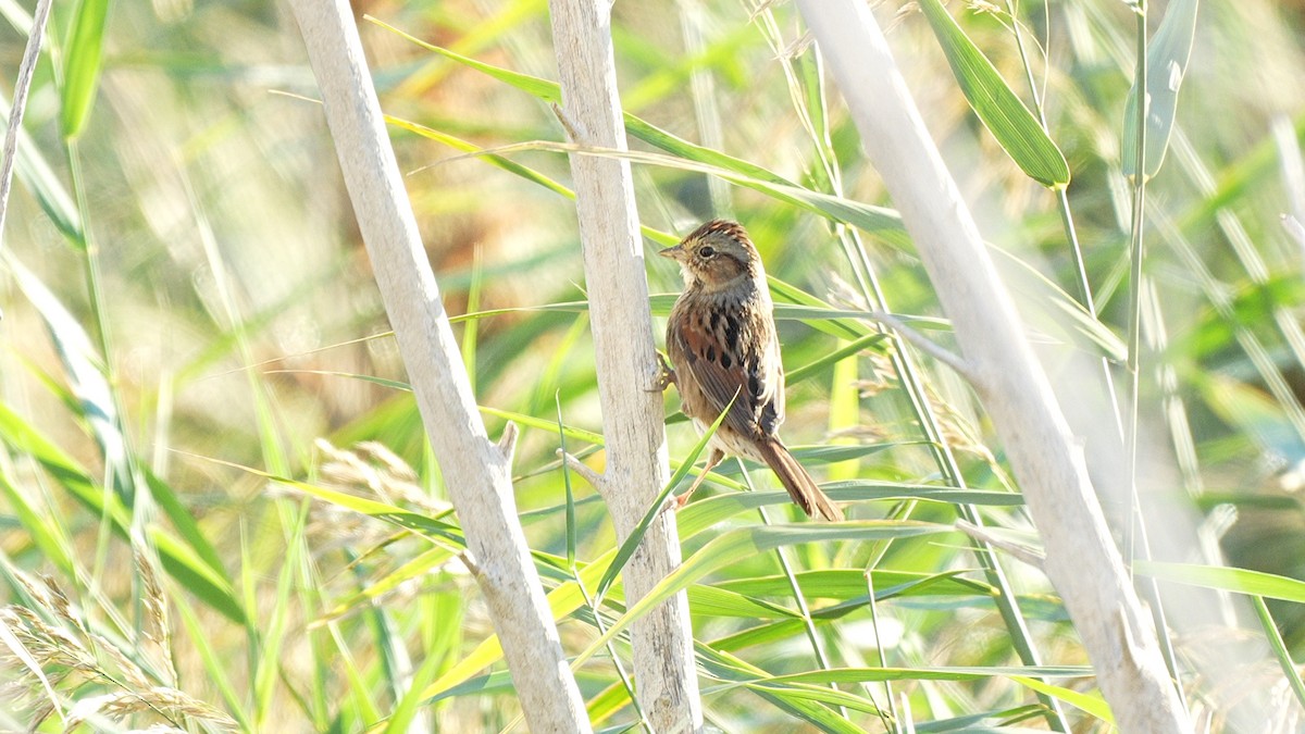 Swamp Sparrow - ML645581425