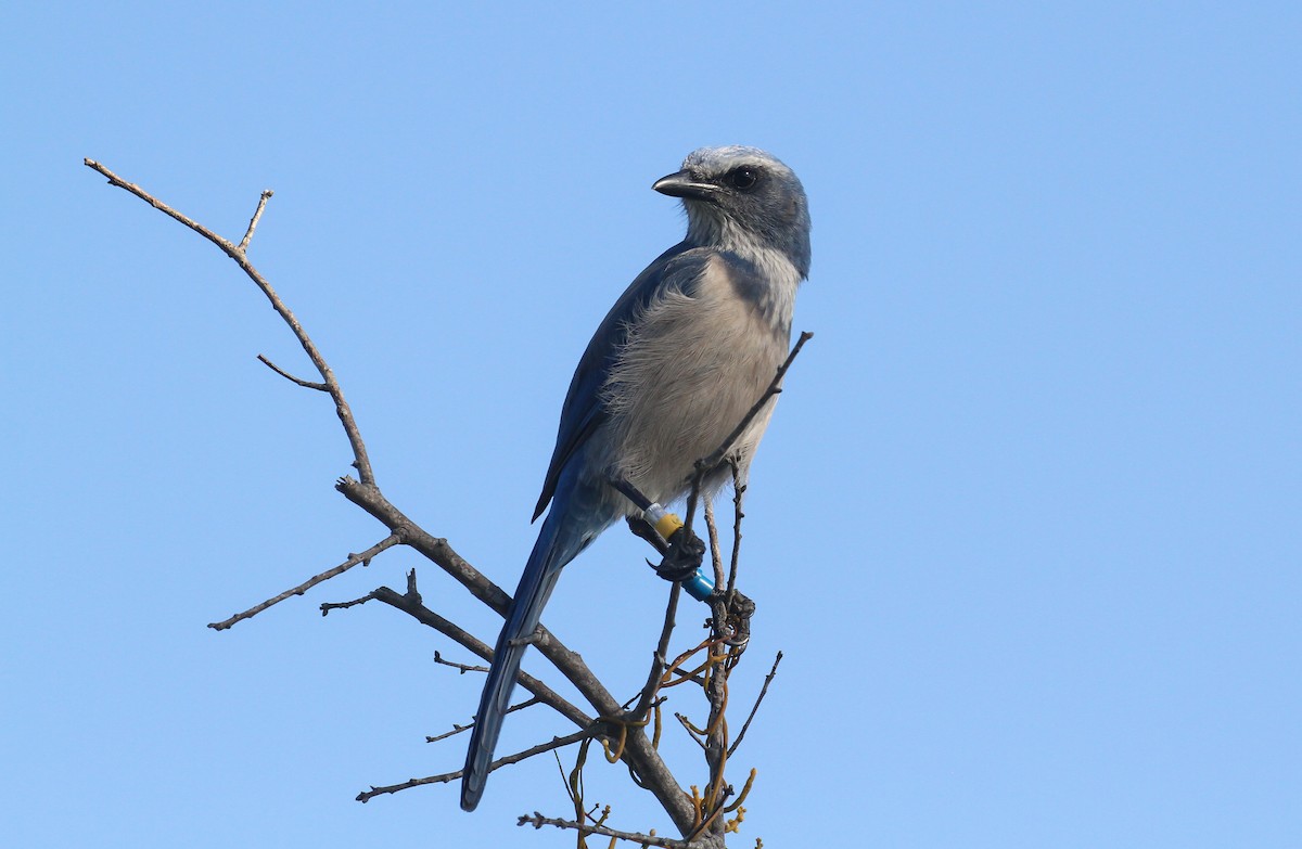 Florida Scrub-Jay - ML645581430
