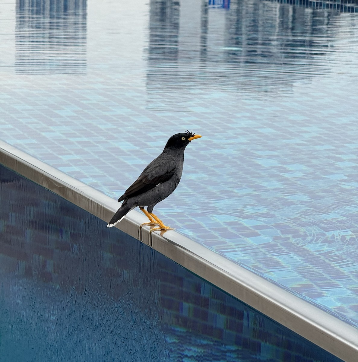 Javan Myna - ML645581445