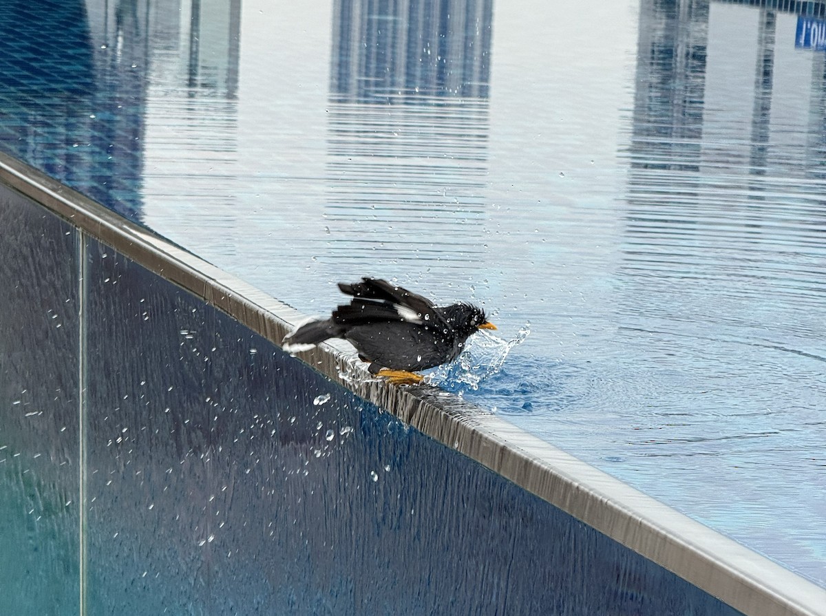 Javan Myna - ML645581446